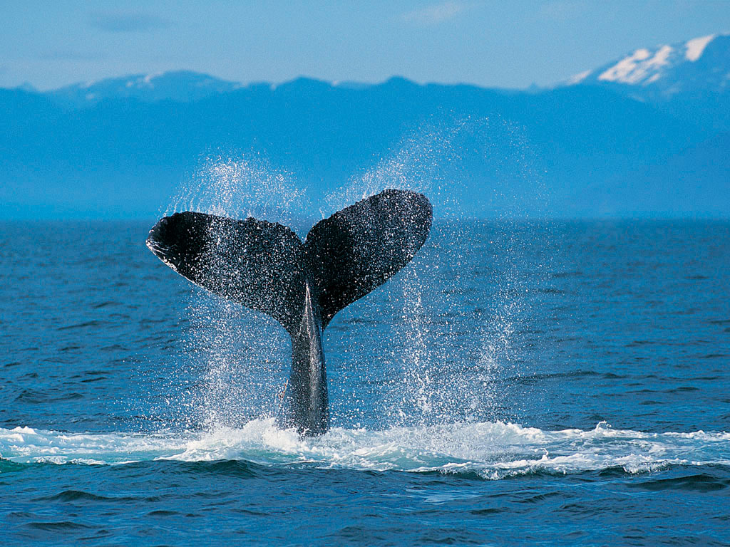 Humpback Whale.jpg